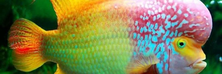 RockGallo's profile banner image