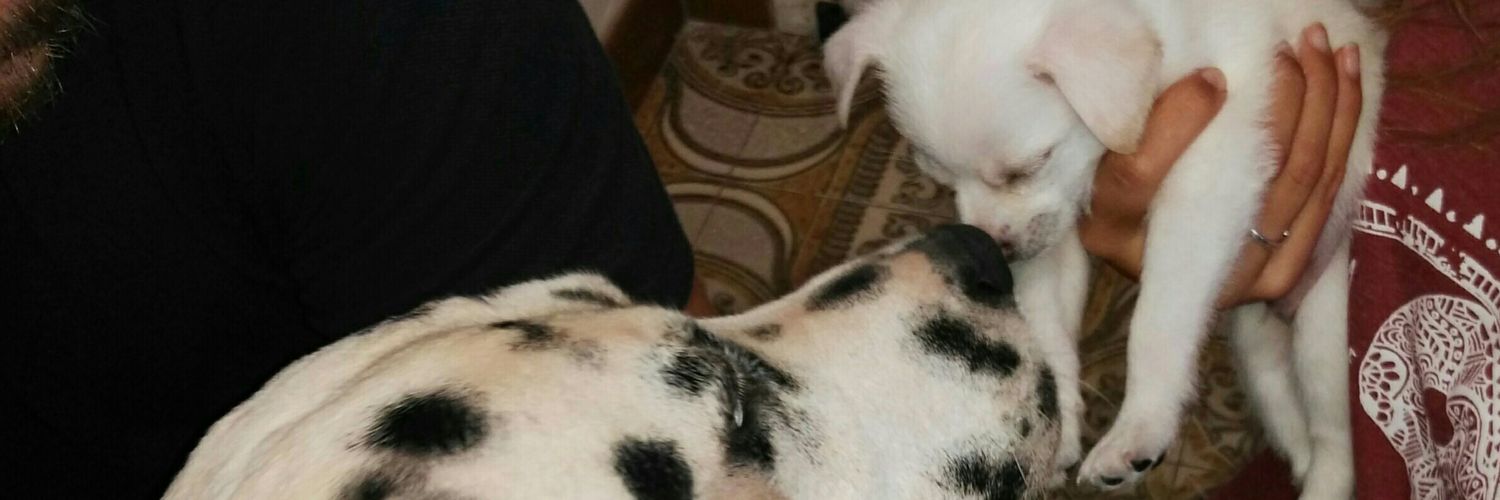 EstherSuriol's profile banner image