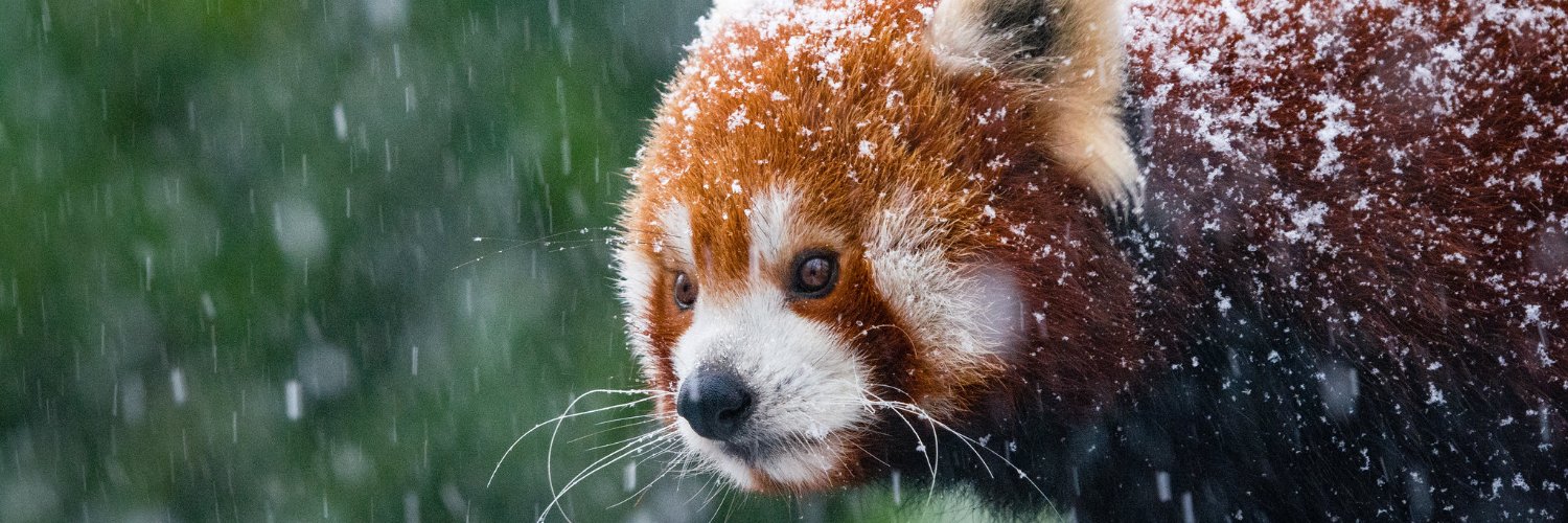 Julien Lausson banner