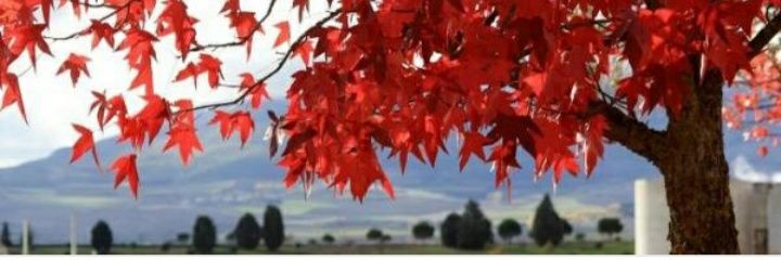 giannigrae's profile banner image