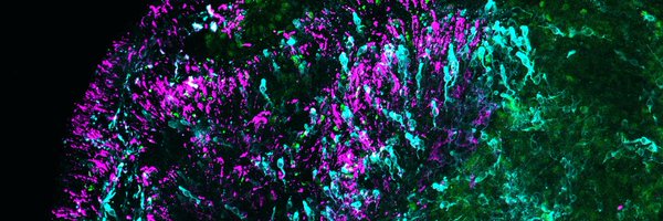 hadyniaks Profile Banner