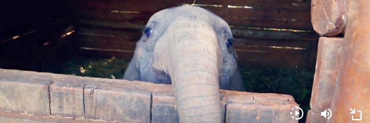@Robinlkd 🐘🦏🦓🦒🐃🐆🐅 banner