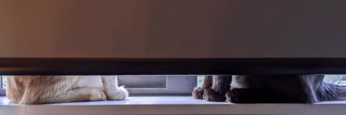 cookiekitcat 🍉 banner