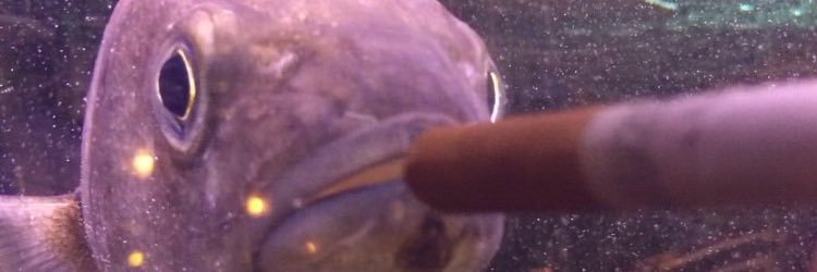 admiratewacker's profile banner image