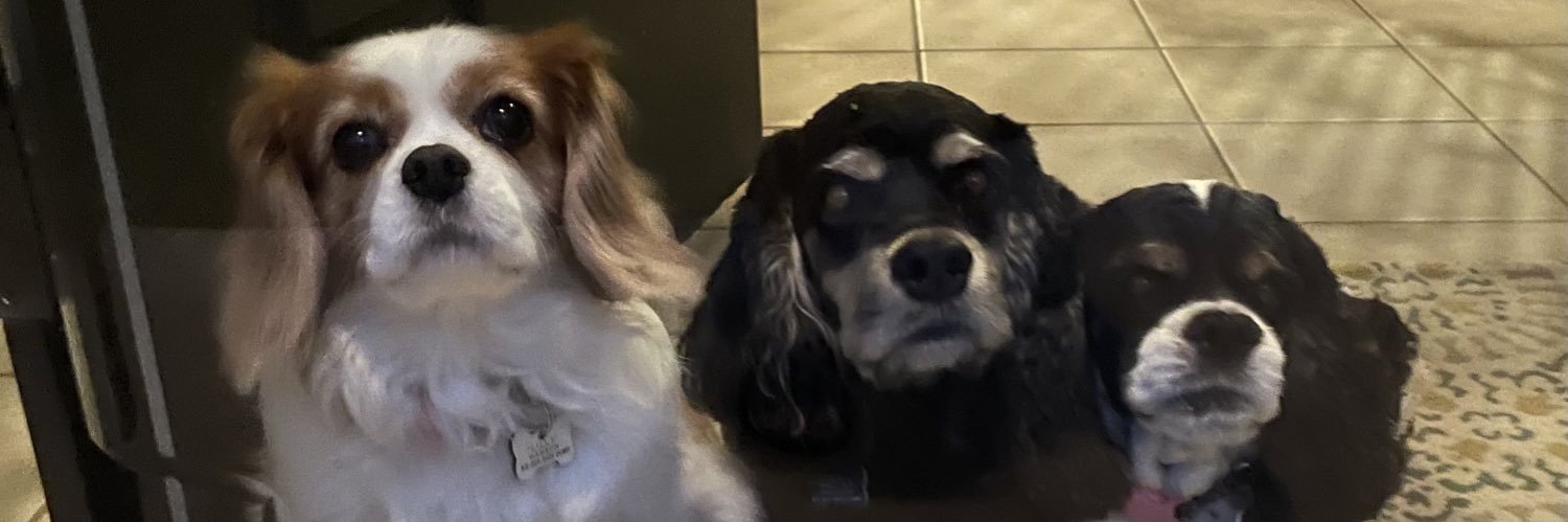 Spanielmomof3's profile banner image