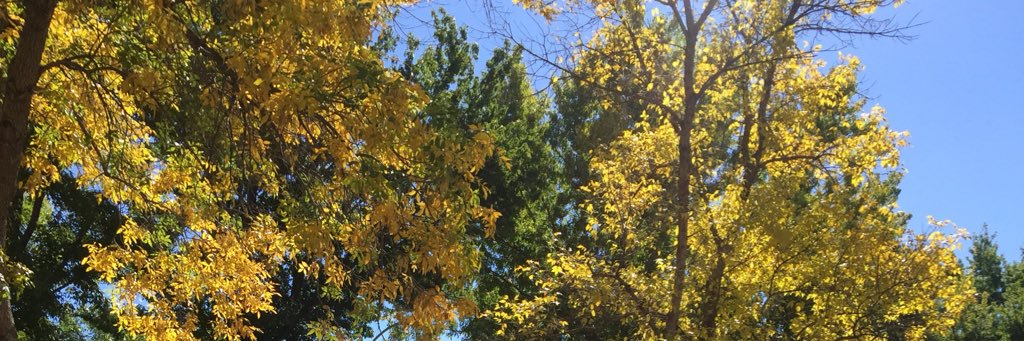 Xochi808's profile banner image