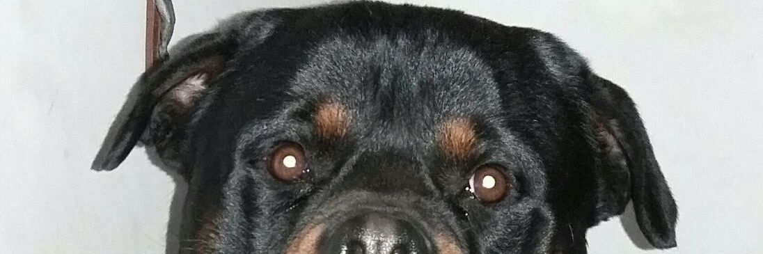 JerePolo's profile banner image