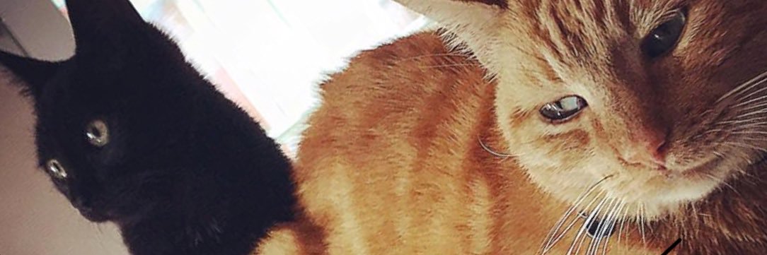 alexocomplexo's profile banner image