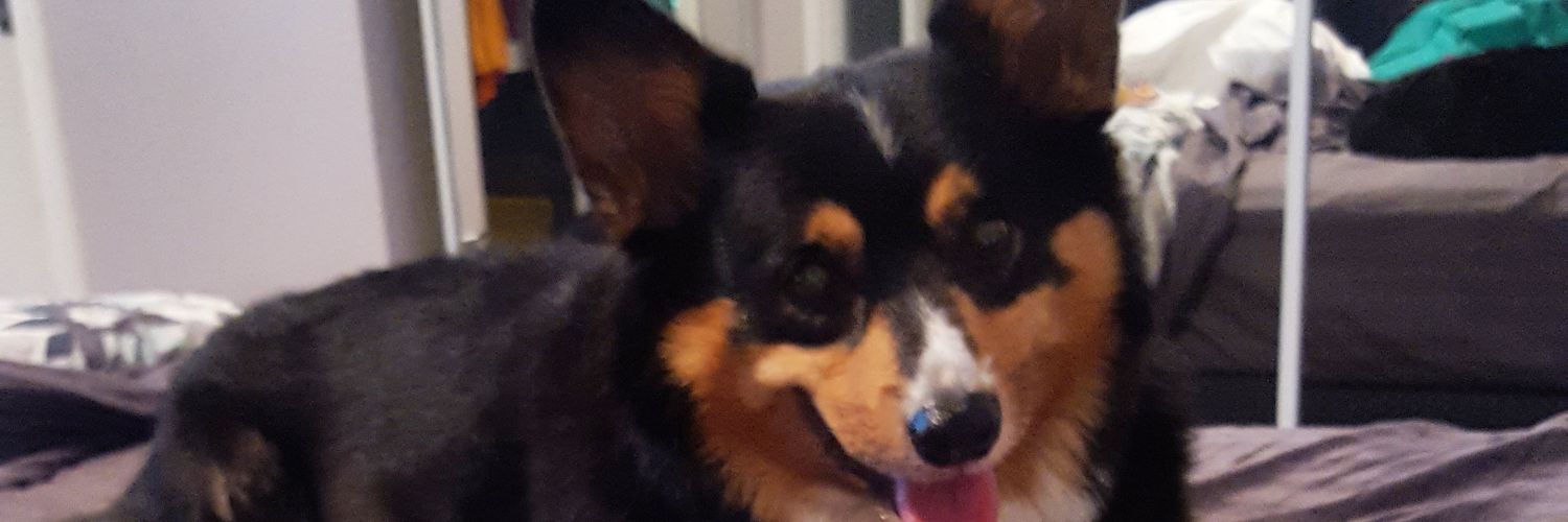 zzzoebear's profile banner image