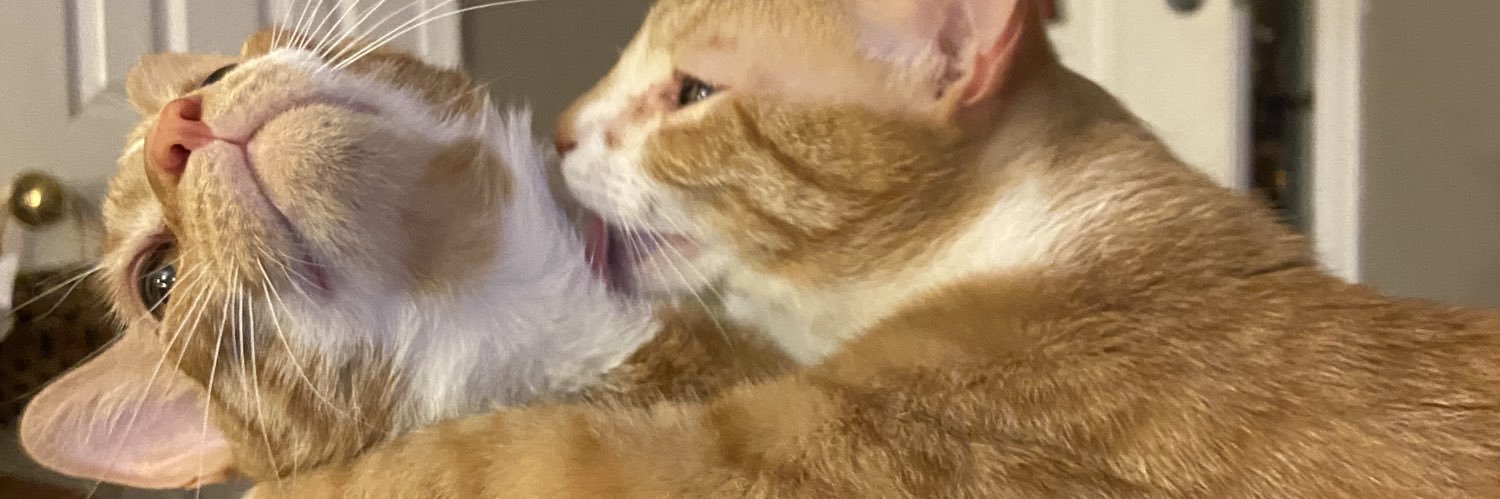 @Beegapugs banner