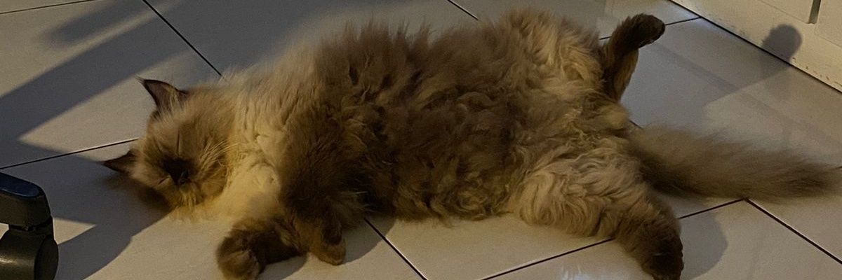 keewiids's profile banner image