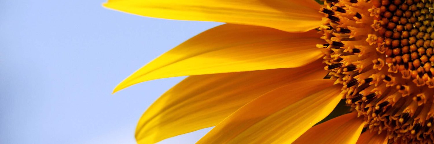 ShezaDiamond's profile banner image