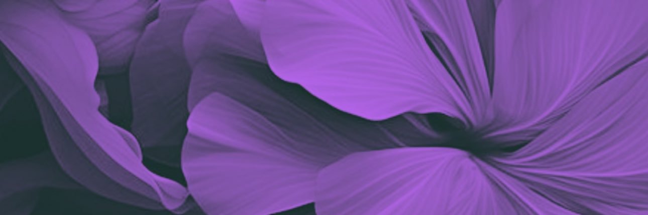 dayanap112's profile banner image