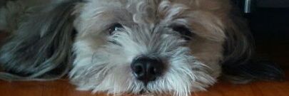 AaggronV's profile banner image