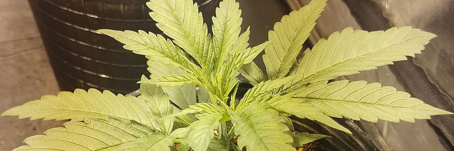 LuchitoSL's profile banner image