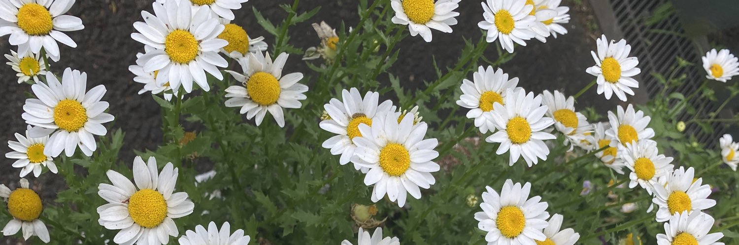 pk_wn's profile banner image