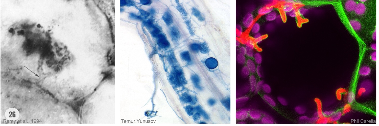 Sebastian Schornack banner