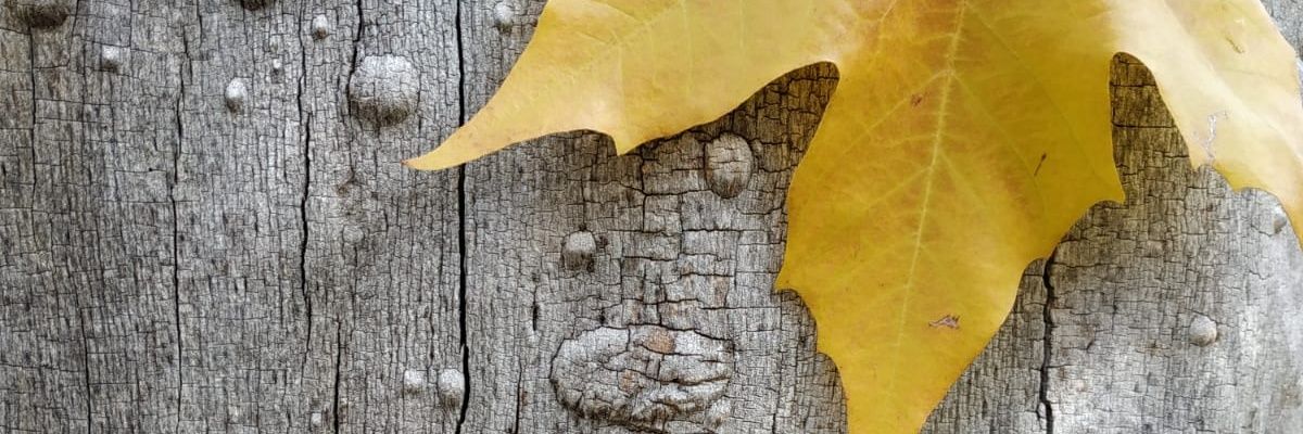 Lourdsgm's profile banner image