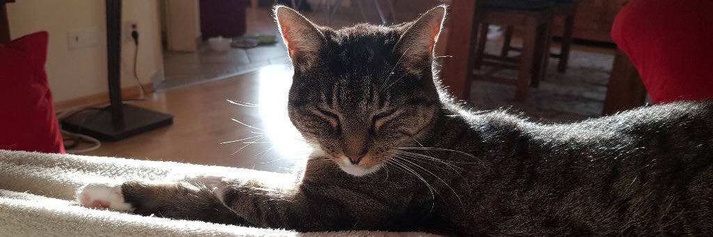 Peter loves 🐈‍⬛🐈 banner