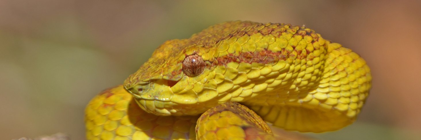 Indiansnakes.org banner