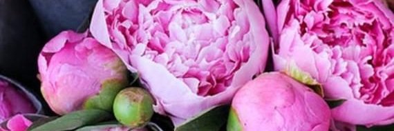 Britta E banner