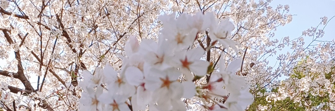 like_ny's profile banner image