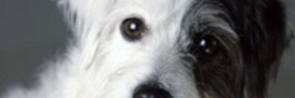 BruceDevlin Profile Banner