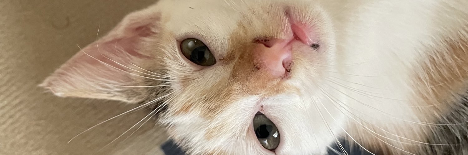 theohotu's profile banner image