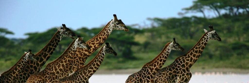 HIS_NATUREWORLD's profile banner image