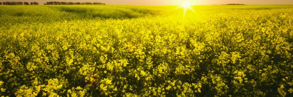 junaidhalima Profile Banner