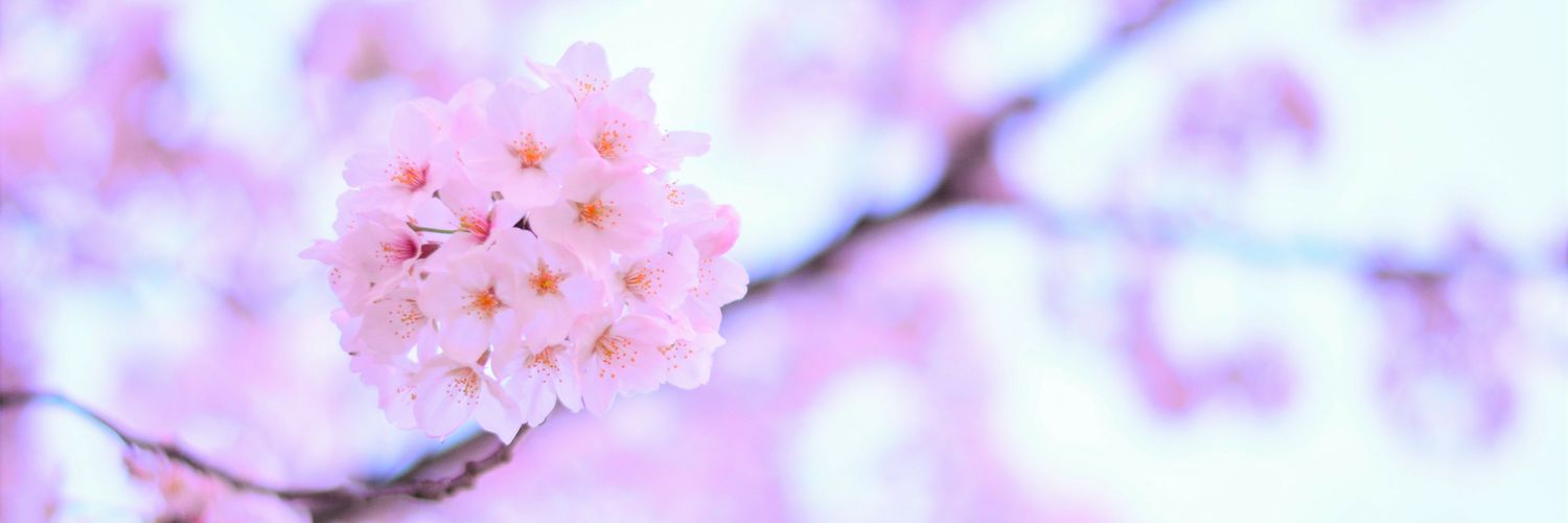 しーたん banner