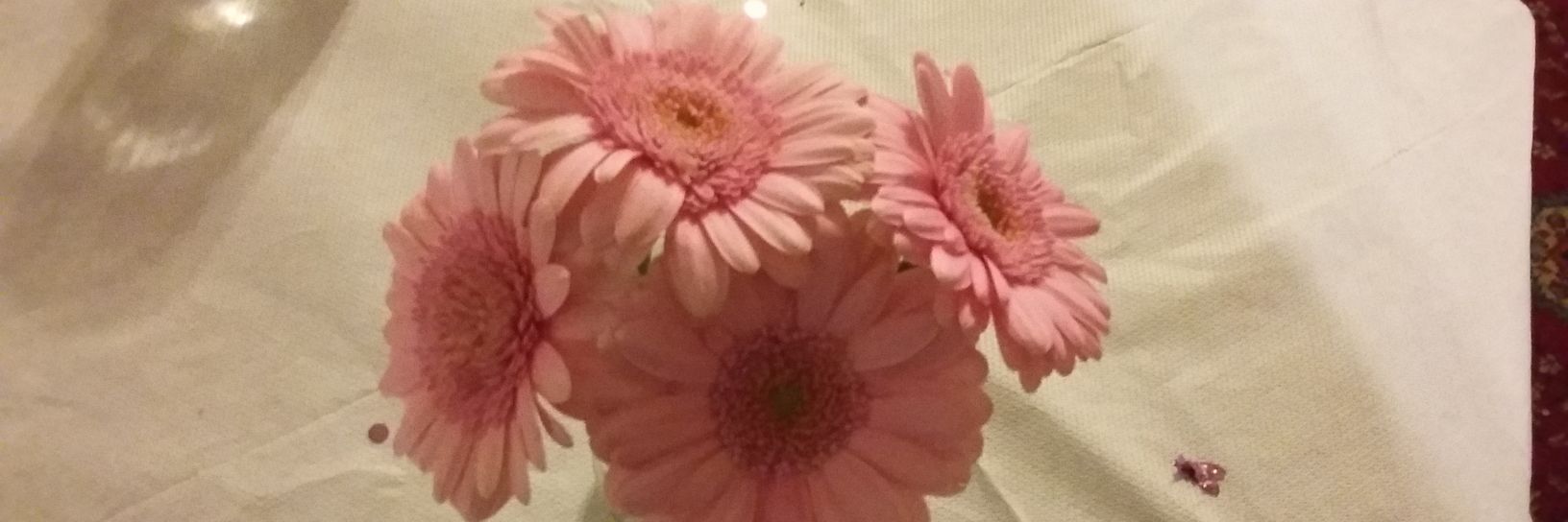 lauratune2's profile banner image