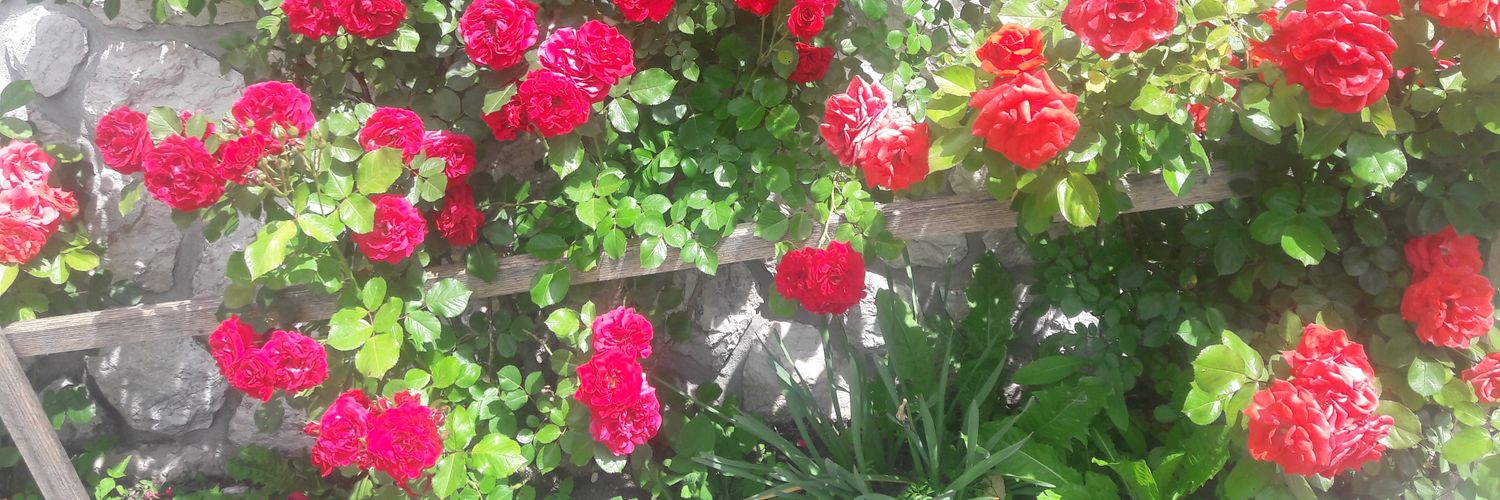 MarijaMerii's profile banner image