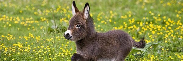 Pasta Pete 🍝 banner