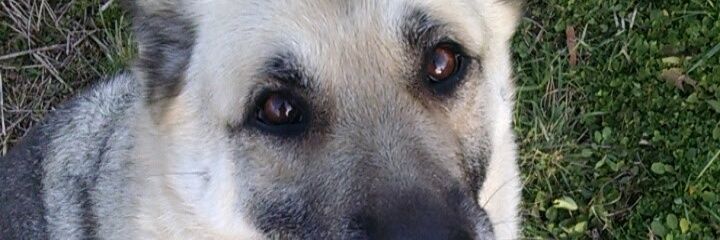 katievorst's profile banner image