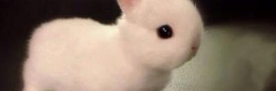 ShaylaSis's profile banner image
