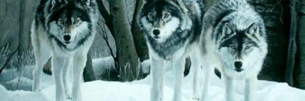 WyomingWolves Profile Banner