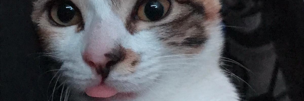 Lowlosso's profile banner image