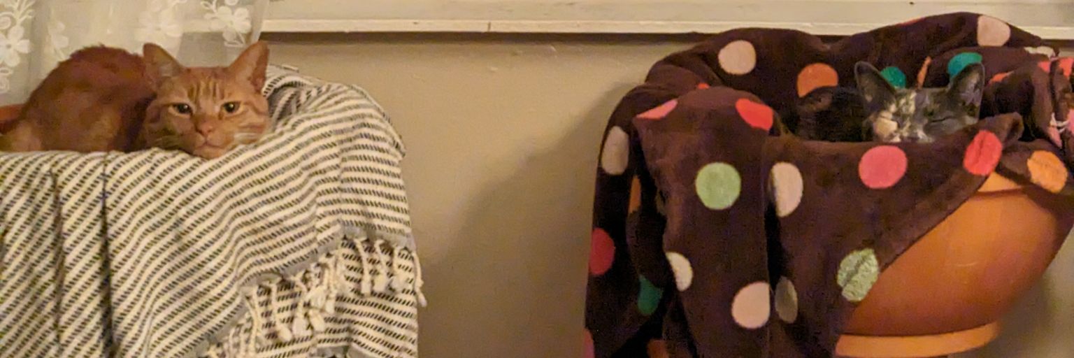 JMC 👽🌱 order 🔥We Were More than Kindling 🔥 banner