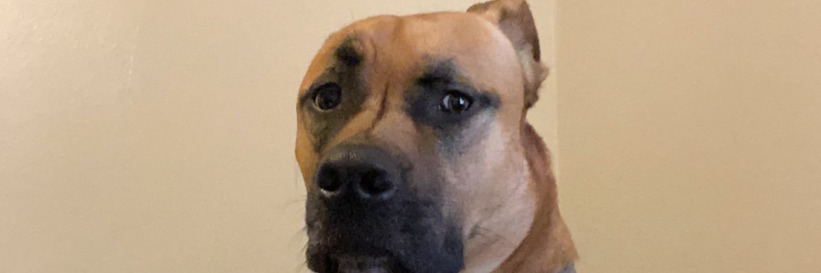MannsLexi's profile banner image