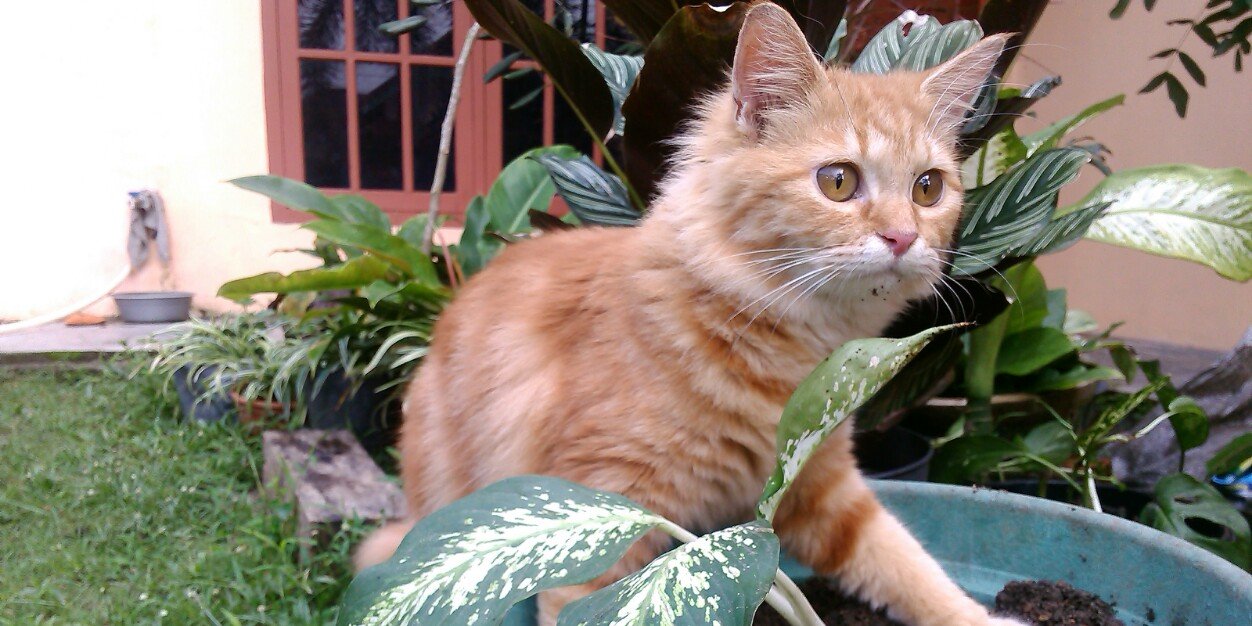 Trie Wiyata Lestary🔆 | ETHGas ⛽ banner