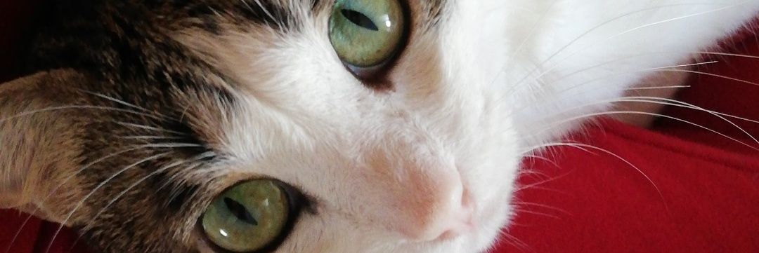 adoradme's profile banner image