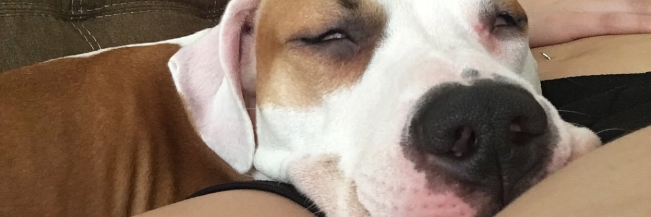 Yaneliz__'s profile banner image