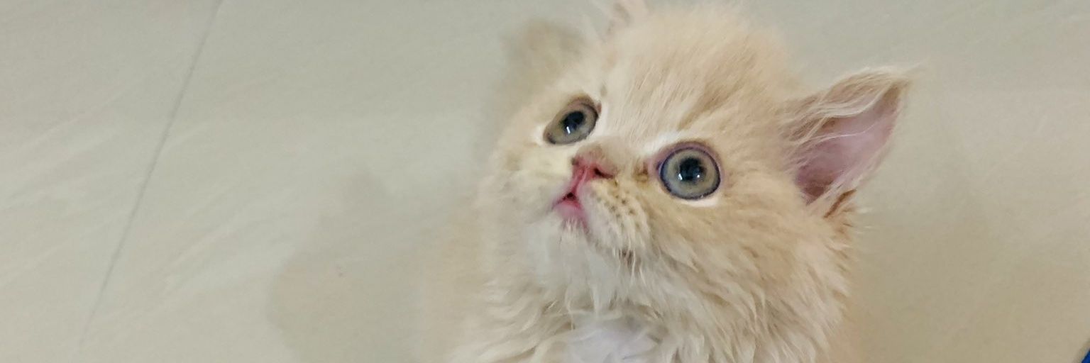 awaterdragon's profile banner image
