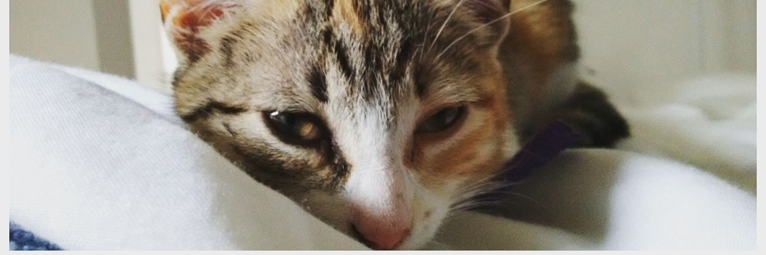 EstefaniaJatar's profile banner image