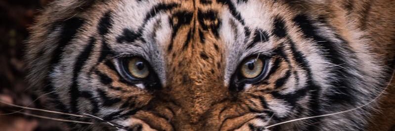 SteveMarCom's profile banner image