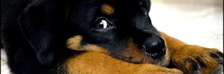 imashutosh's profile banner image