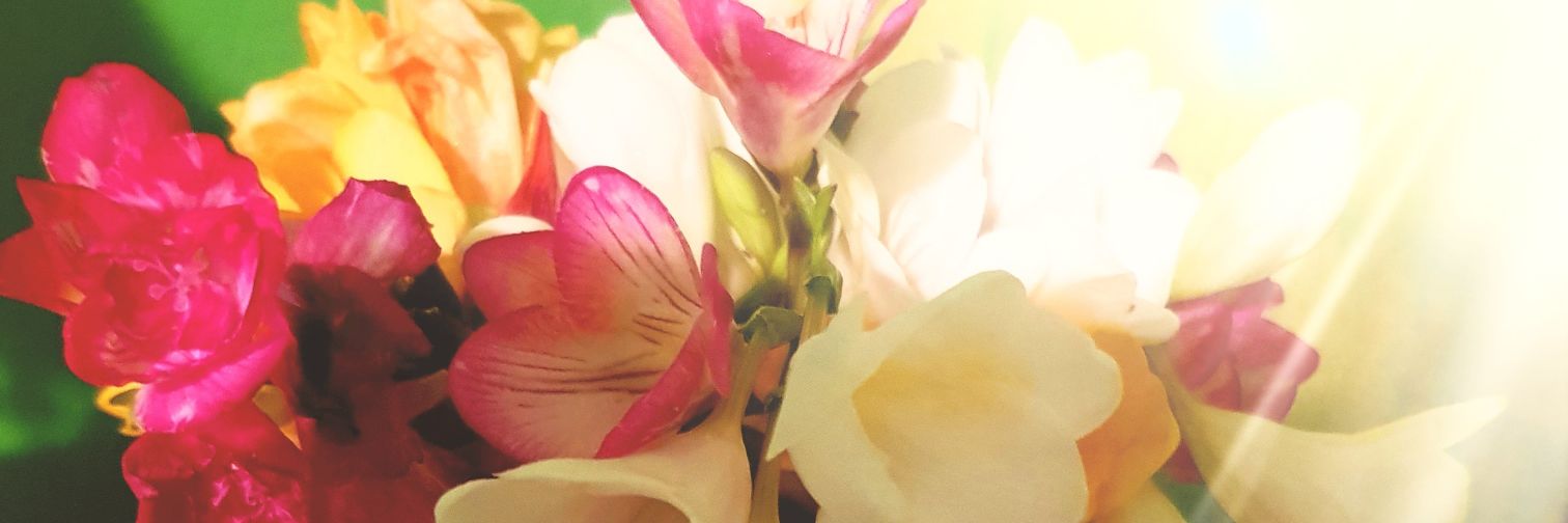 endemica's profile banner image