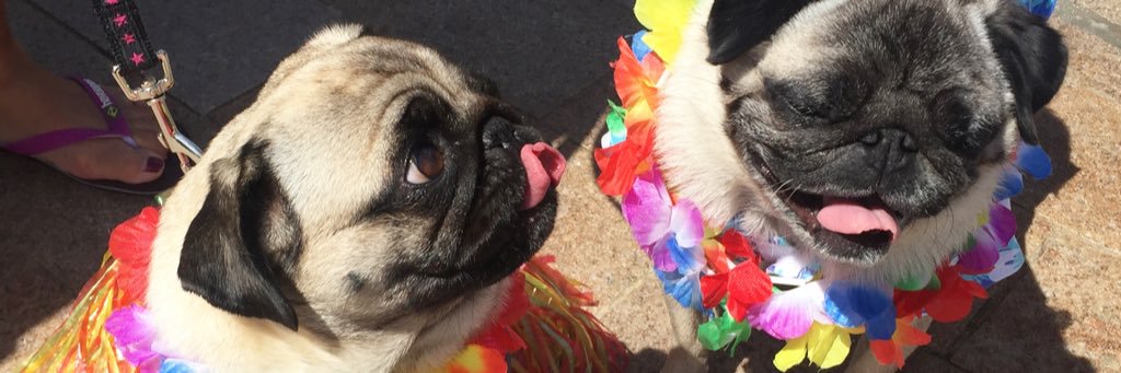 KobiPug's profile banner image