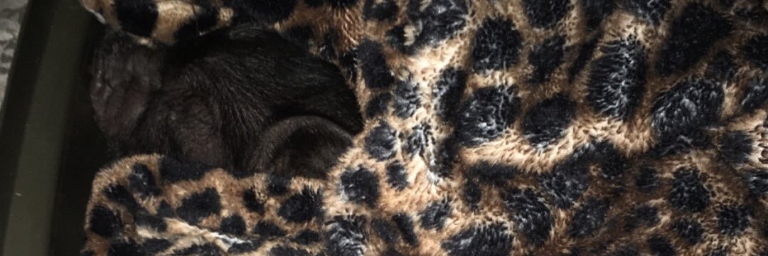 bbytiffany7's profile banner image